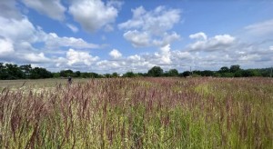 ул. Городня (с. Лесовые Гриновцы, Хмельницкий район) - Продається сільськогосподарська ділянка, 5000 $ - АФНУ