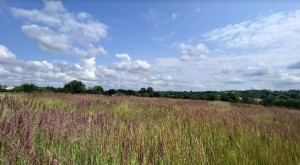 ул. Городня (с. Лесовые Гриновцы, Хмельницкий район) - Продається сільськогосподарська ділянка, 5000 $ - АФНУ
